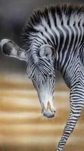 Grevy Zebra.jpg