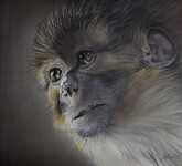 Monkeys Night-Ute Bartels.JPG